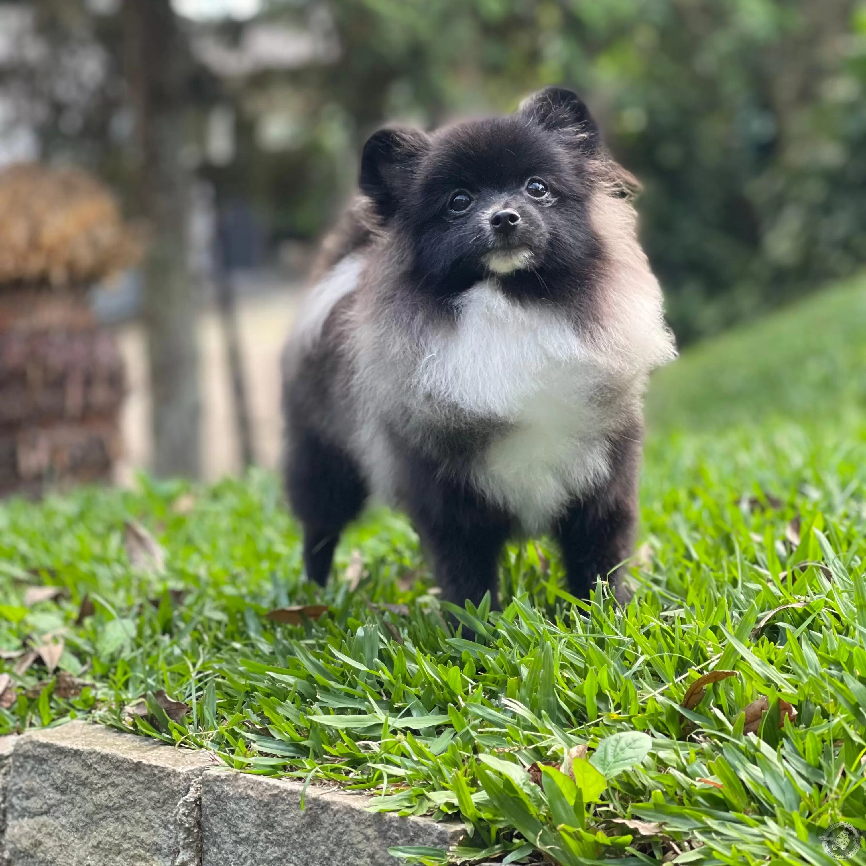 LITTLE CRYSTAL MORPHEUS
