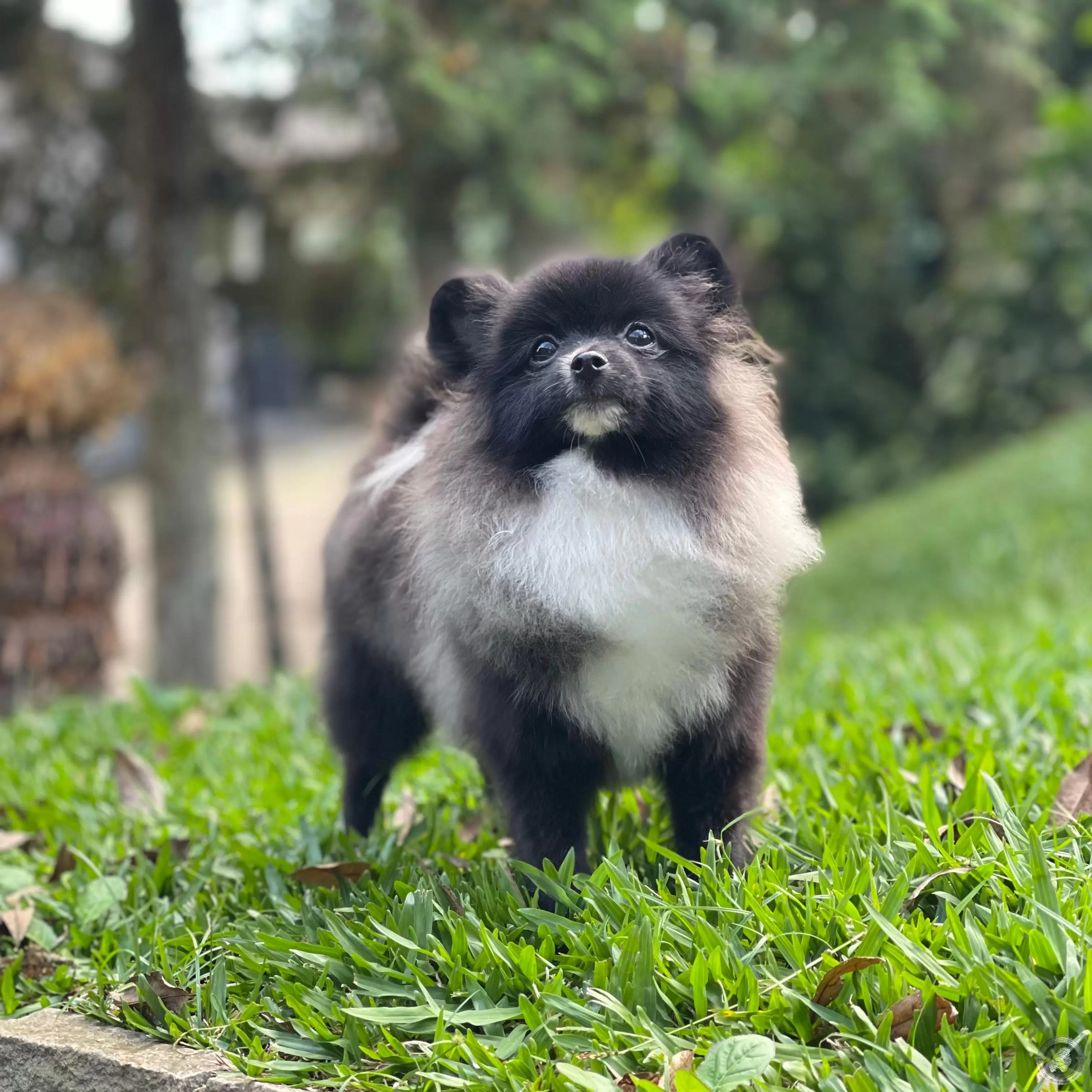 MORPHEUS
