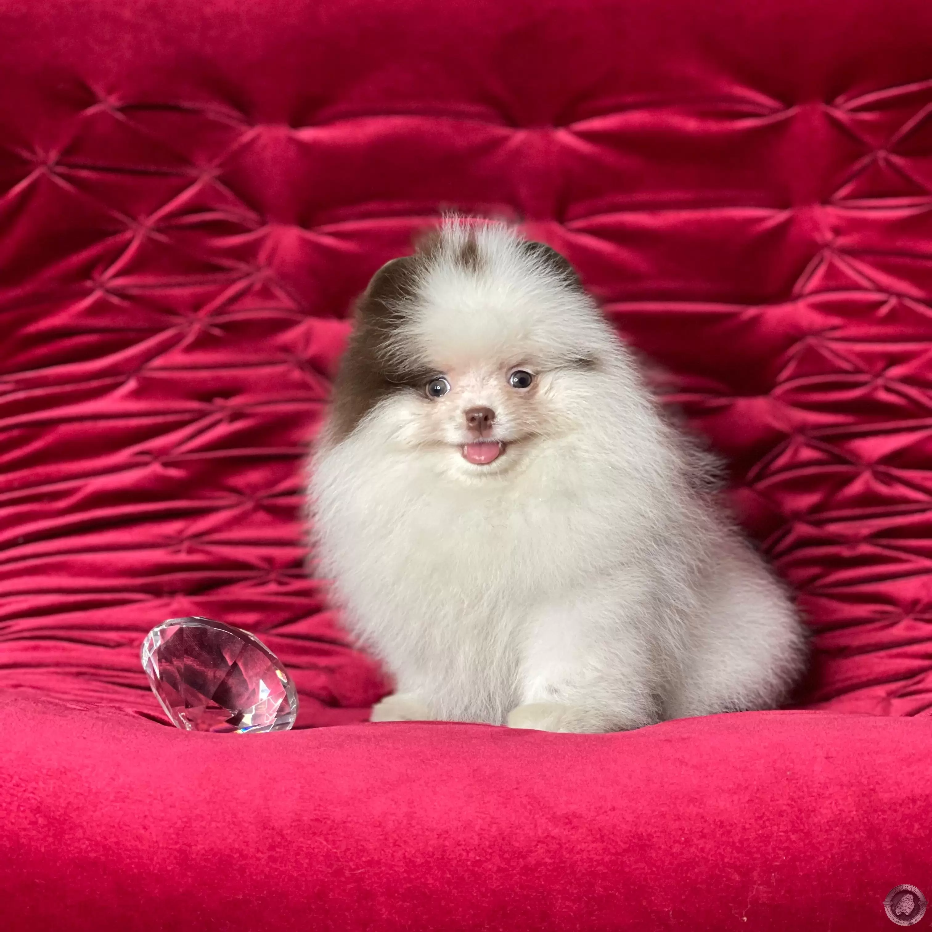LITTLE CRYSTAL JULIAN 