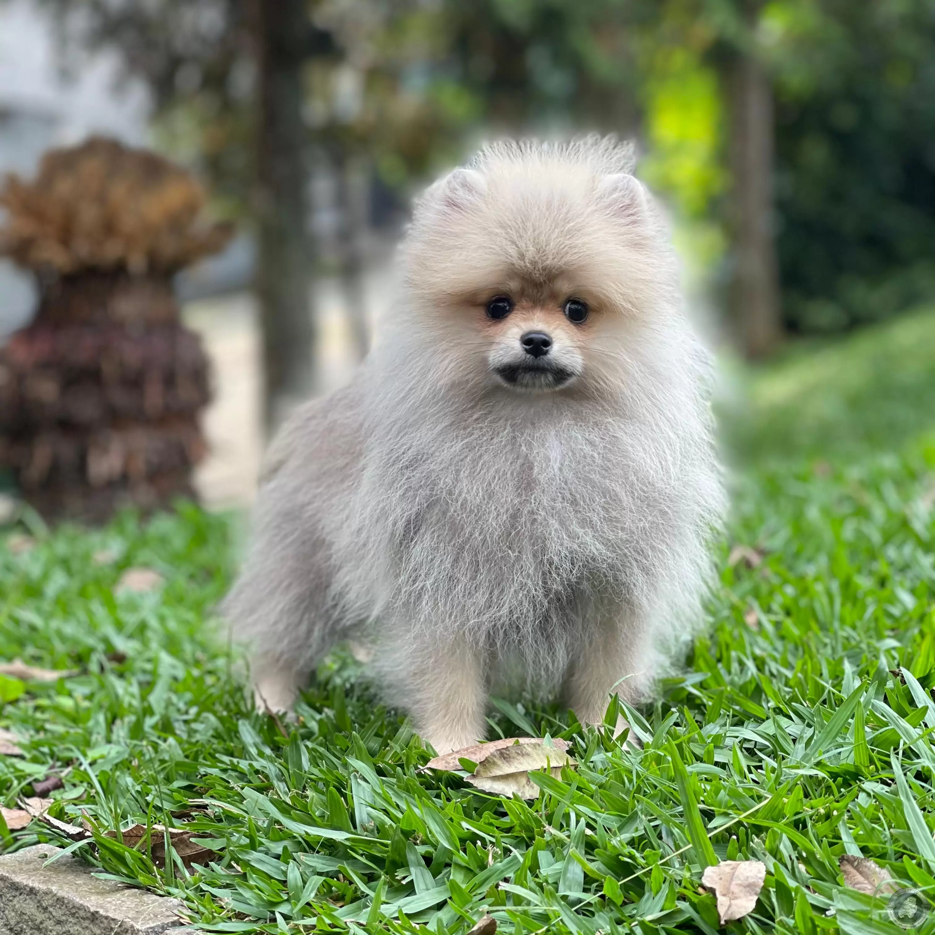 LITTLE CRYSTAL MIKE