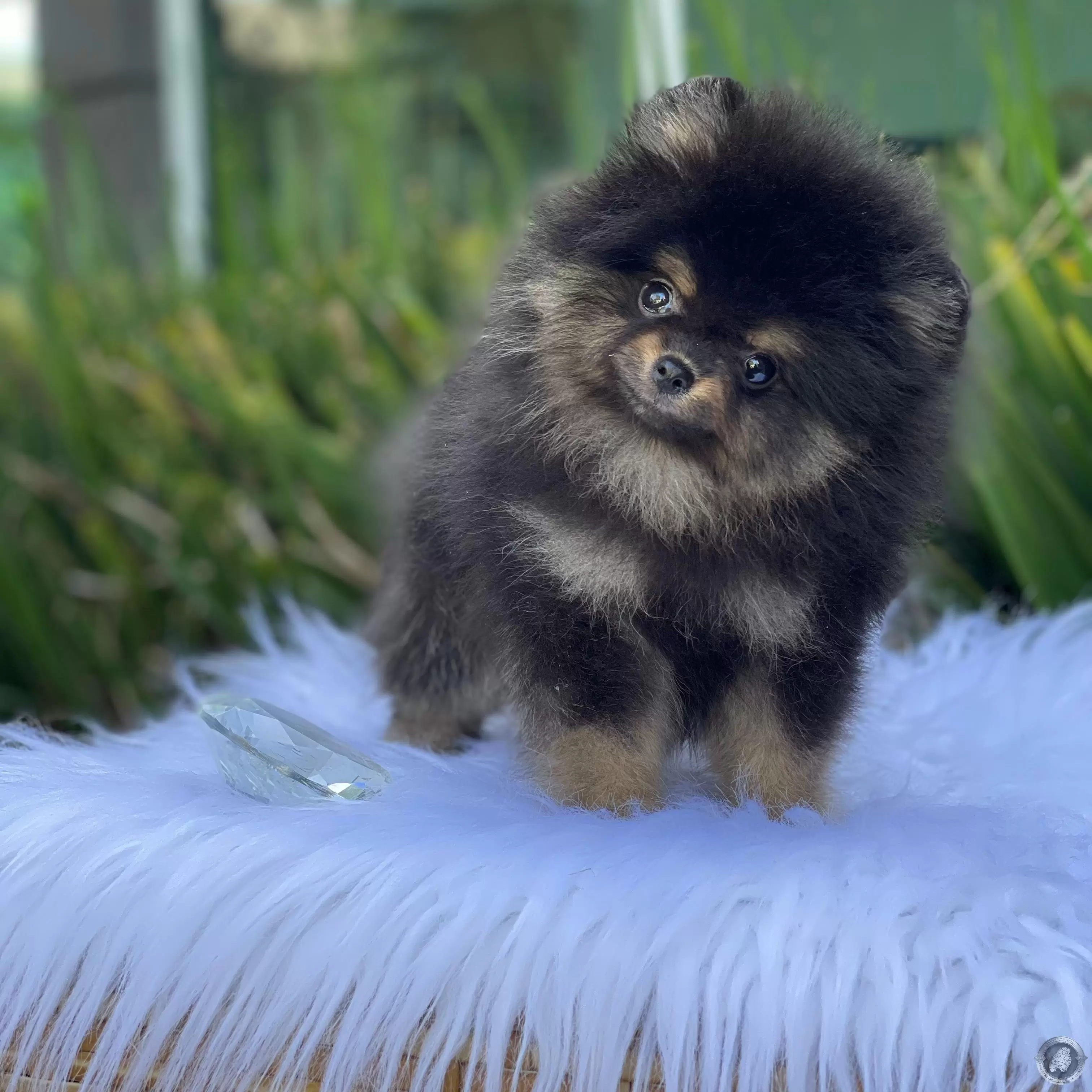 LITTLE CRYSTAL SEBASTIAN 