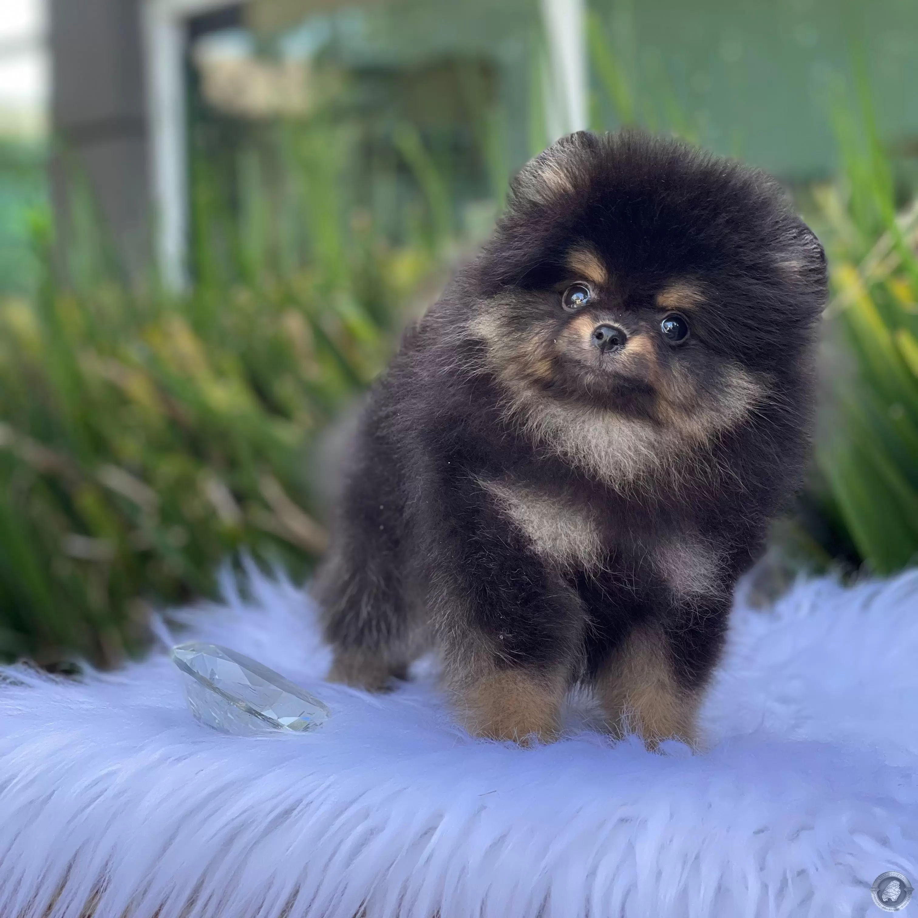 LITTLE CRYSTAL SEBASTIAN 