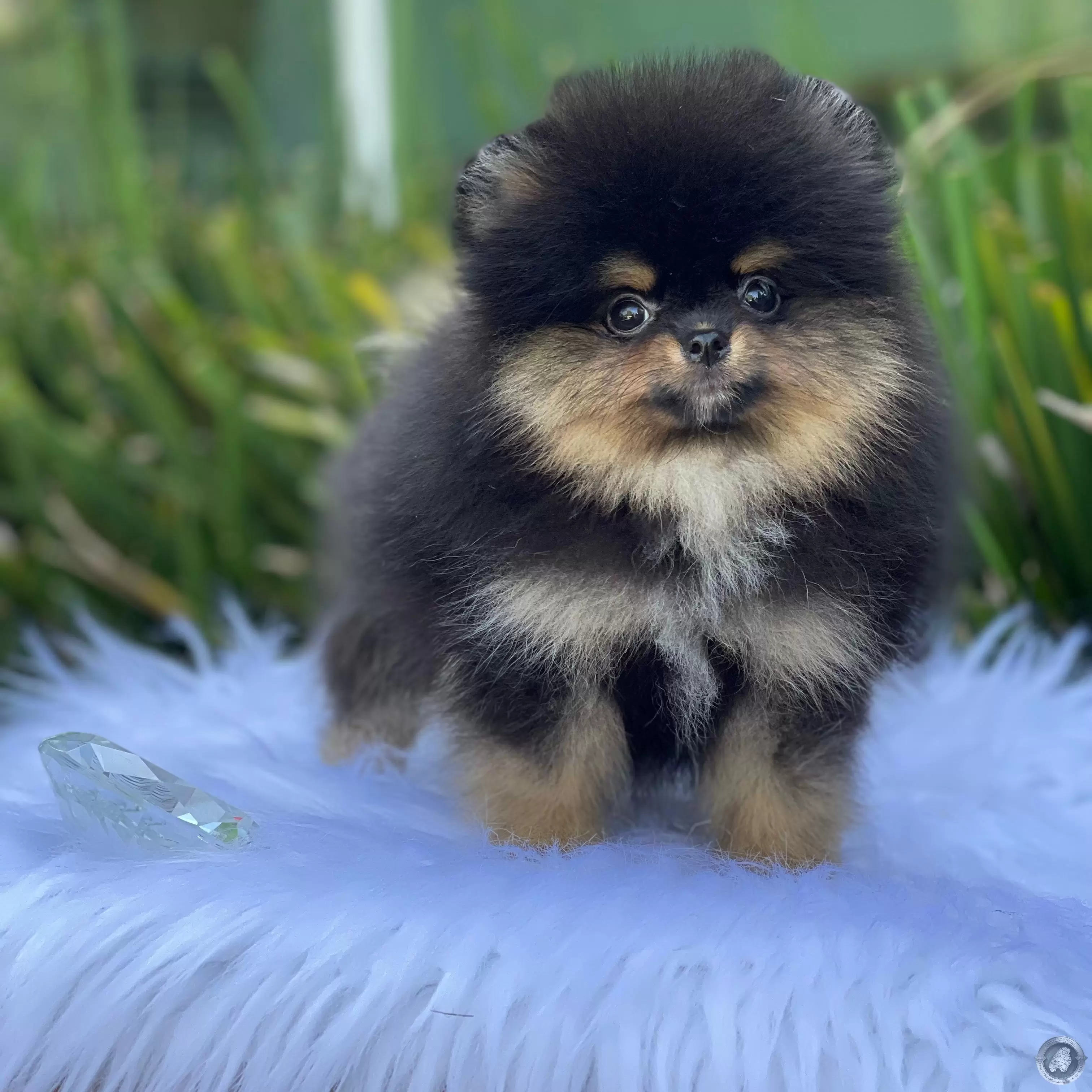 LITTLE CRYSTAL OLIVER