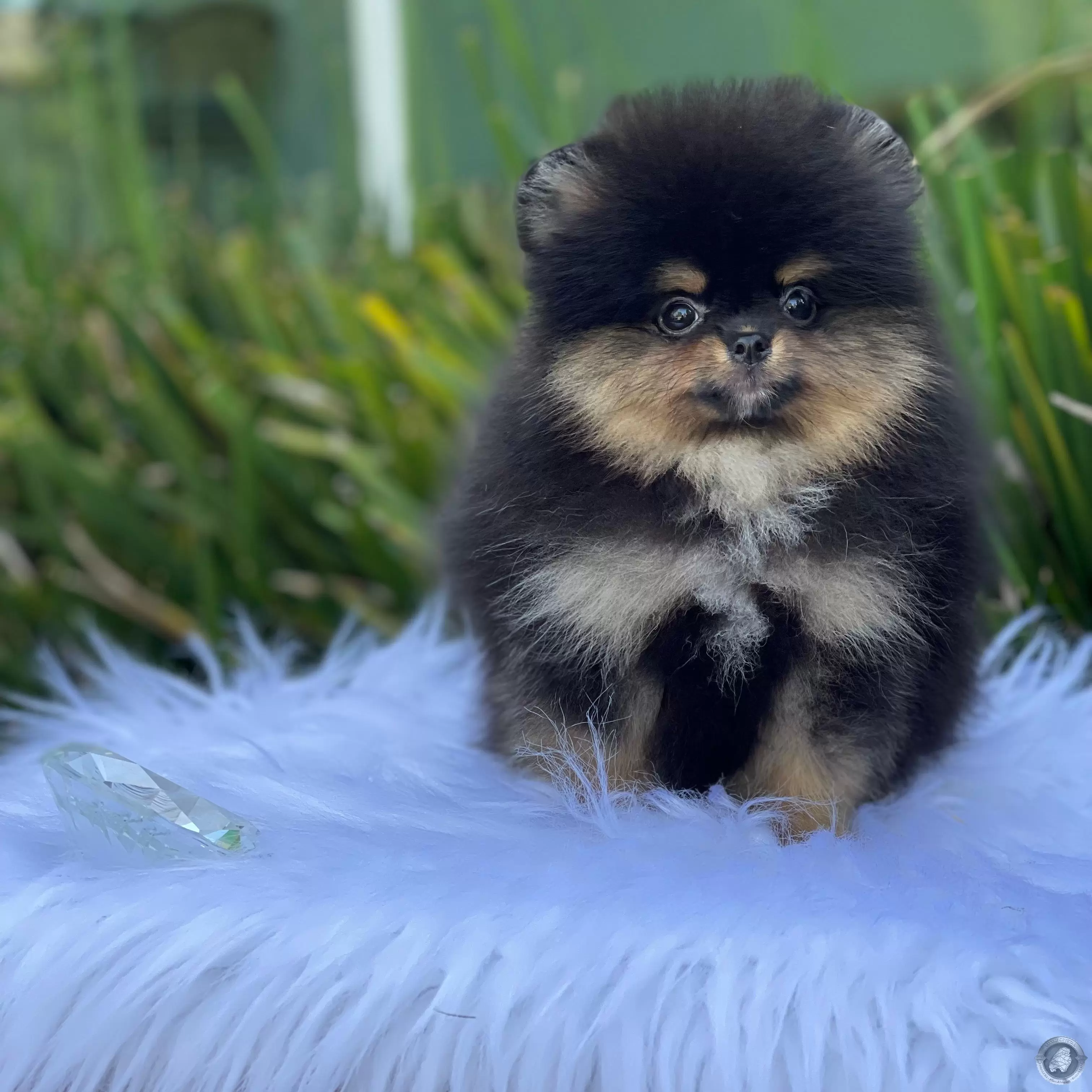 LITTLE CRYSTAL OLIVER
