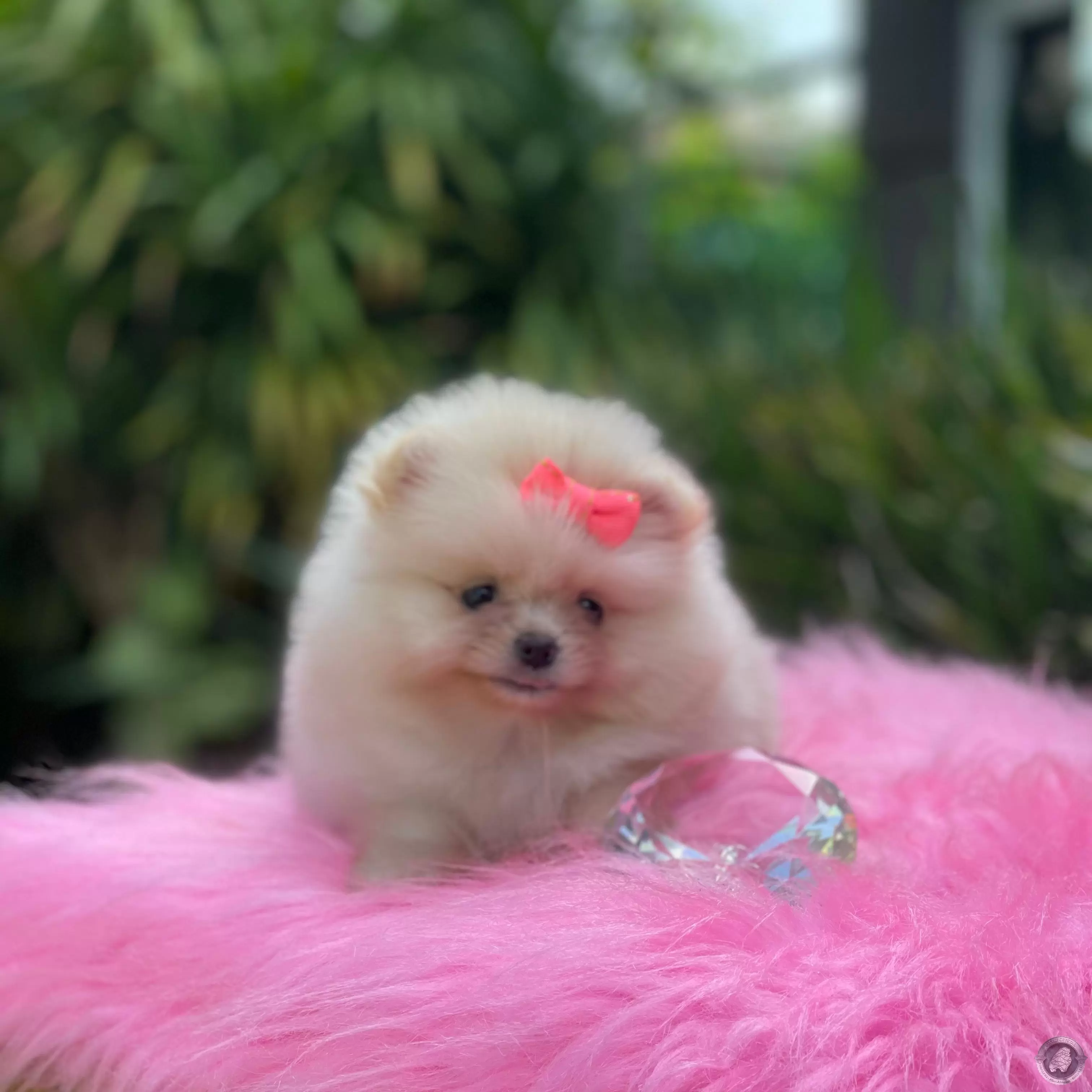 LITTLE CRYSTAL JENIFER