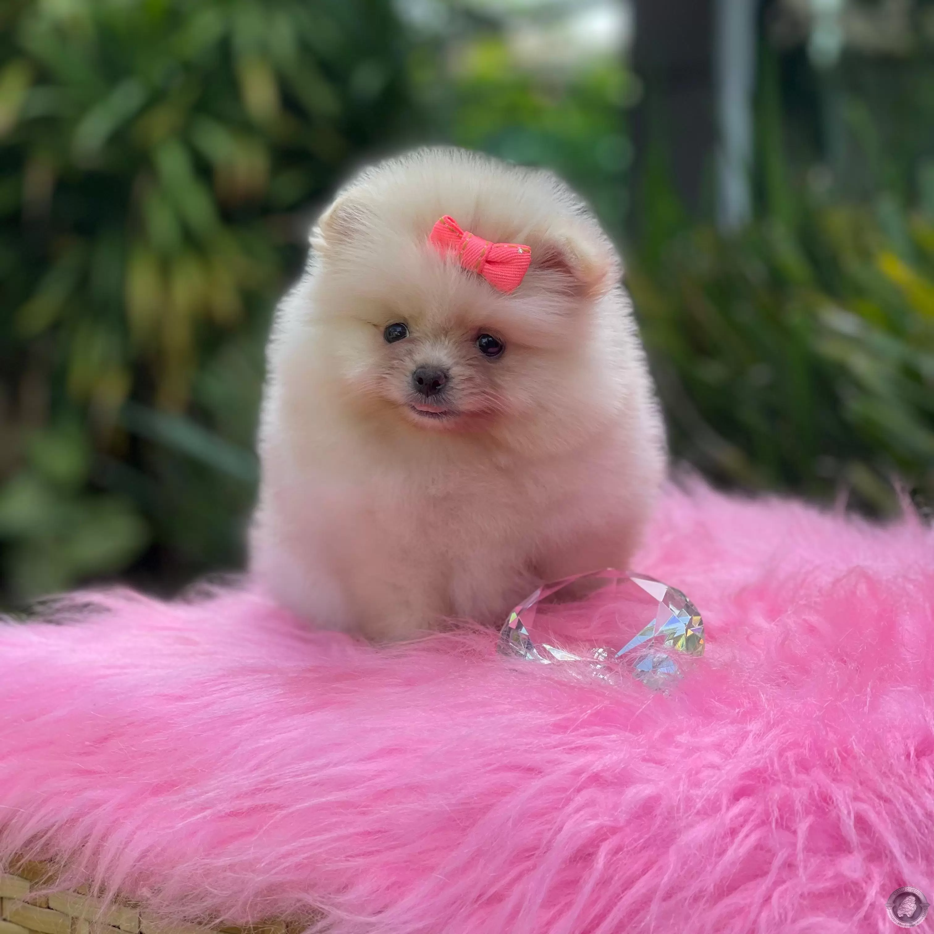 LITTLE CRYSTAL JENIFER
