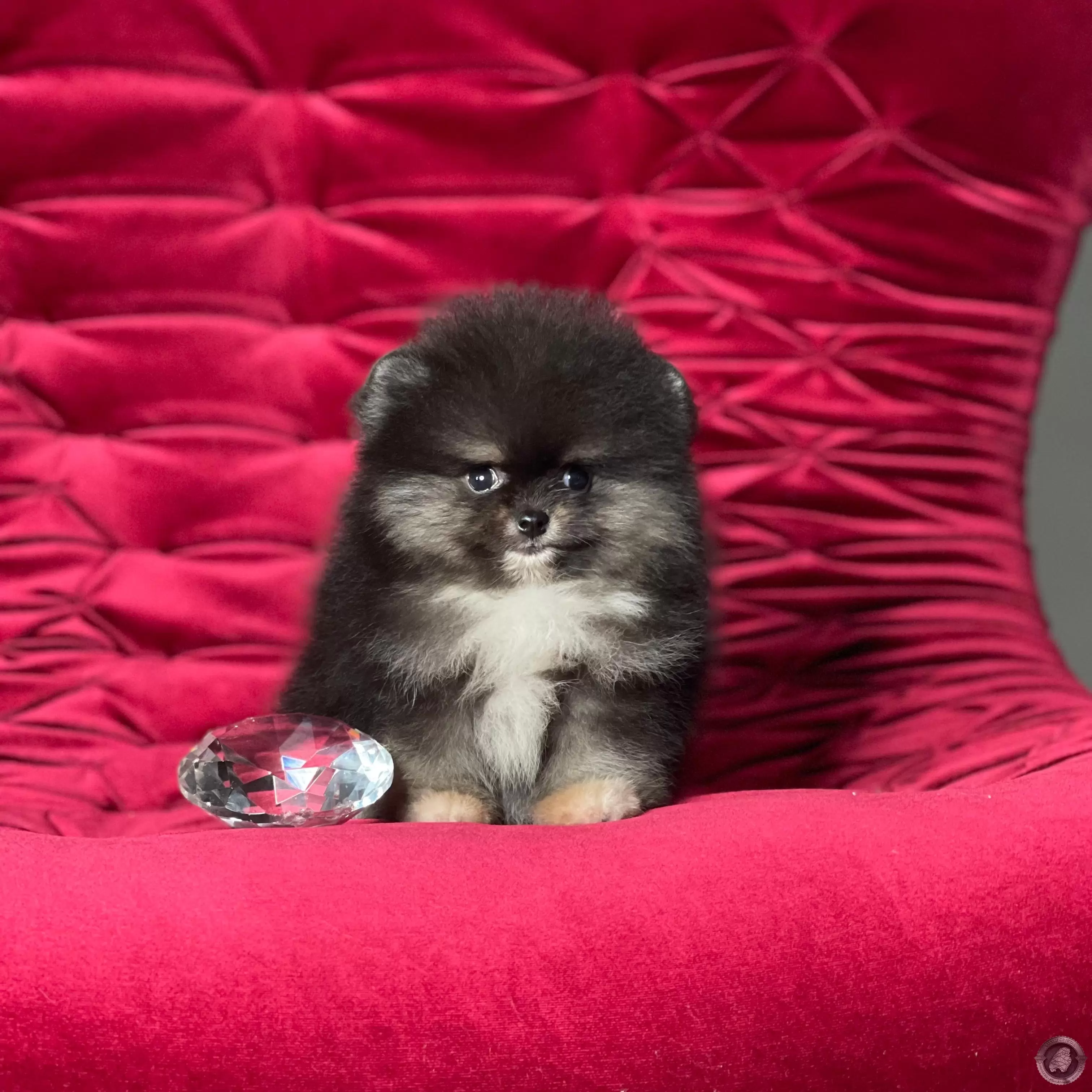 LITTLE CRYSTAL HENRY