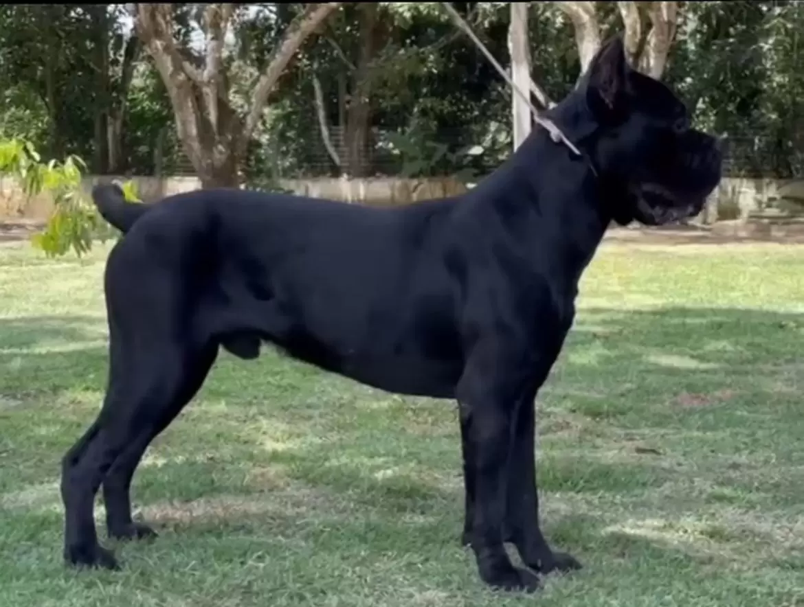 ENZO
