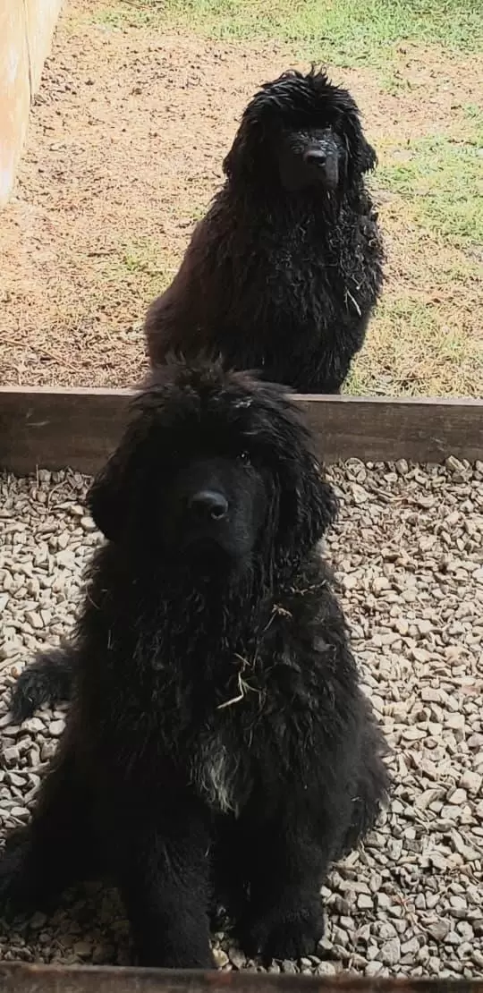 Dondi e Bessie
