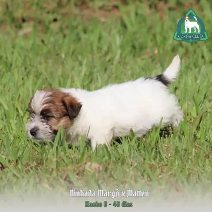 COROA CELTA JRT VLAD