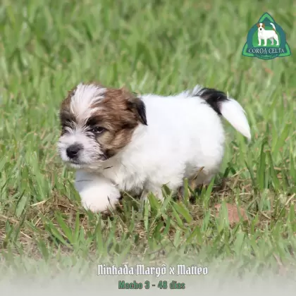 COROA CELTA JRT VLAD