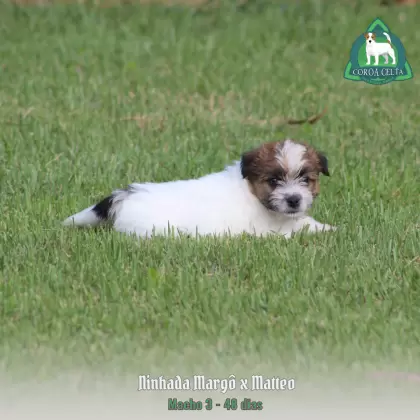 COROA CELTA JRT VLAD