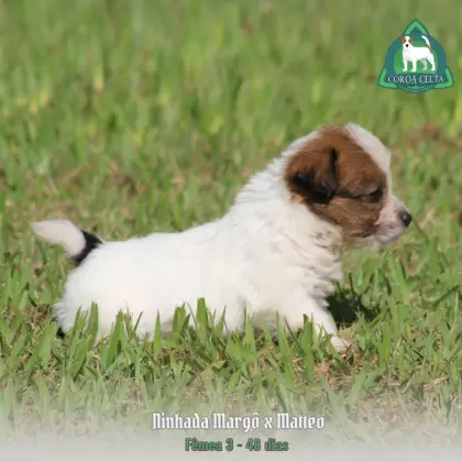 COROA CELTA JRT VANYA MARIA