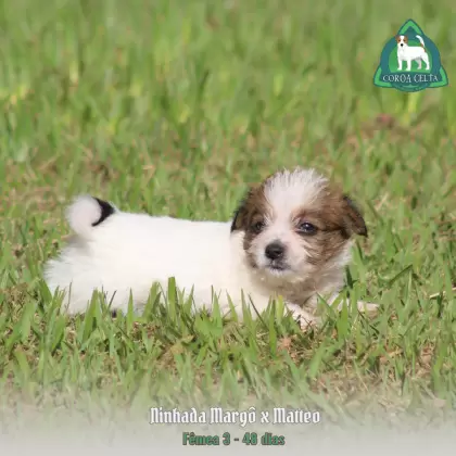 COROA CELTA JRT VANYA MARIA
