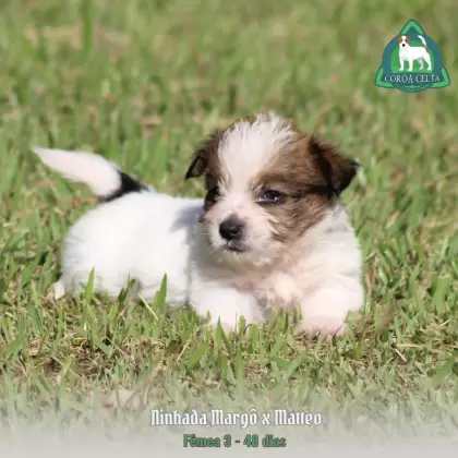 COROA CELTA JRT VANYA MARIA