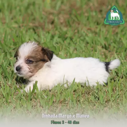 COROA CELTA JRT VANYA MARIA