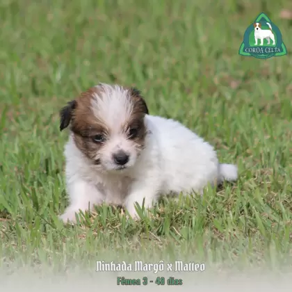 COROA CELTA JRT VANYA MARIA
