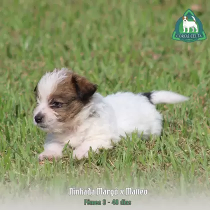 COROA CELTA JRT VANYA MARIA