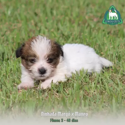 COROA CELTA JRT VANYA MARIA