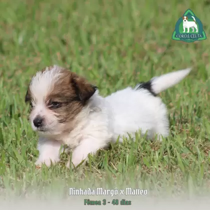 COROA CELTA JRT VANYA MARIA