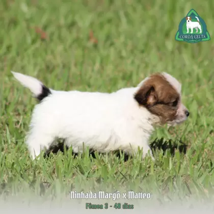 COROA CELTA JRT VANYA MARIA