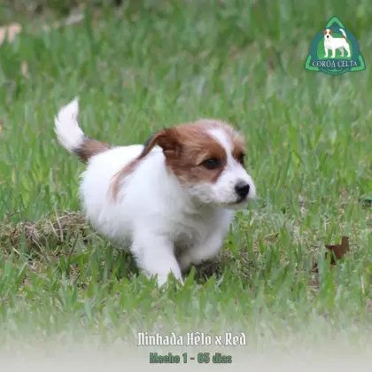 COROA CELTA JRT UBALDO