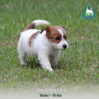 COROA CELTA JRT UBALDO