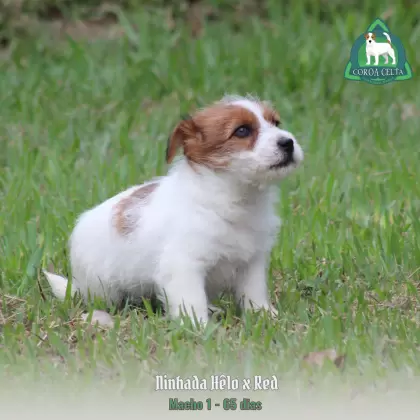 COROA CELTA JRT UBALDO