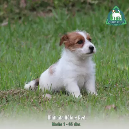COROA CELTA JRT UBALDO