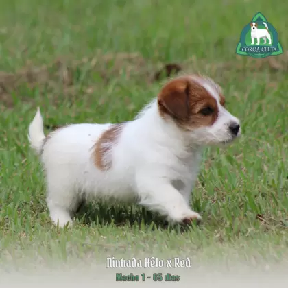 COROA CELTA JRT UBALDO