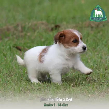 COROA CELTA JRT UBALDO