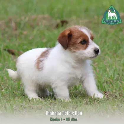 COROA CELTA JRT UBALDO