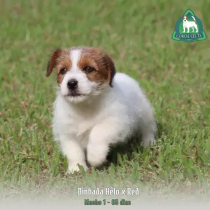 COROA CELTA JRT UBALDO