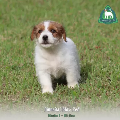 COROA CELTA JRT UBALDO