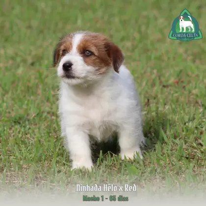 COROA CELTA JRT UBALDO