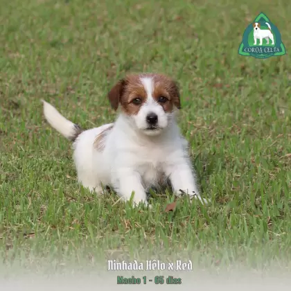 COROA CELTA JRT UBALDO