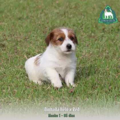 COROA CELTA JRT UBALDO