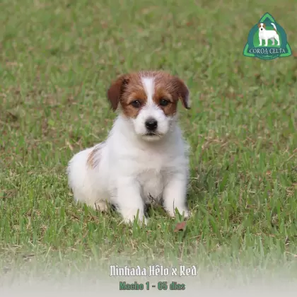 COROA CELTA JRT UBALDO