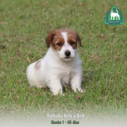 COROA CELTA JRT UBALDO
