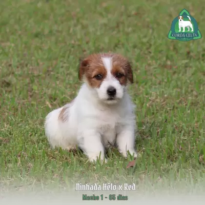 COROA CELTA JRT UBALDO