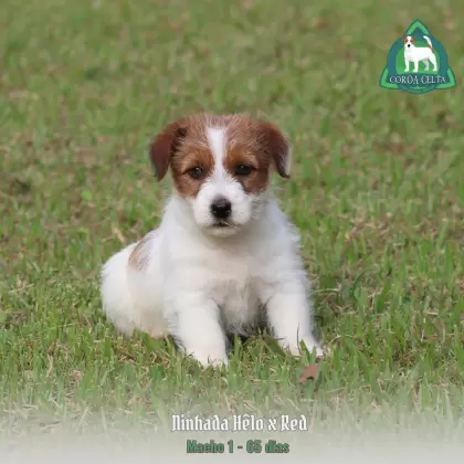 COROA CELTA JRT UBALDO