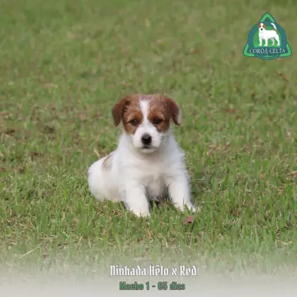 COROA CELTA JRT UBALDO