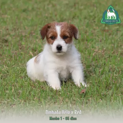 COROA CELTA JRT UBALDO