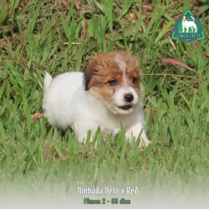 COROA CELTA JRT UDILIA MARIA