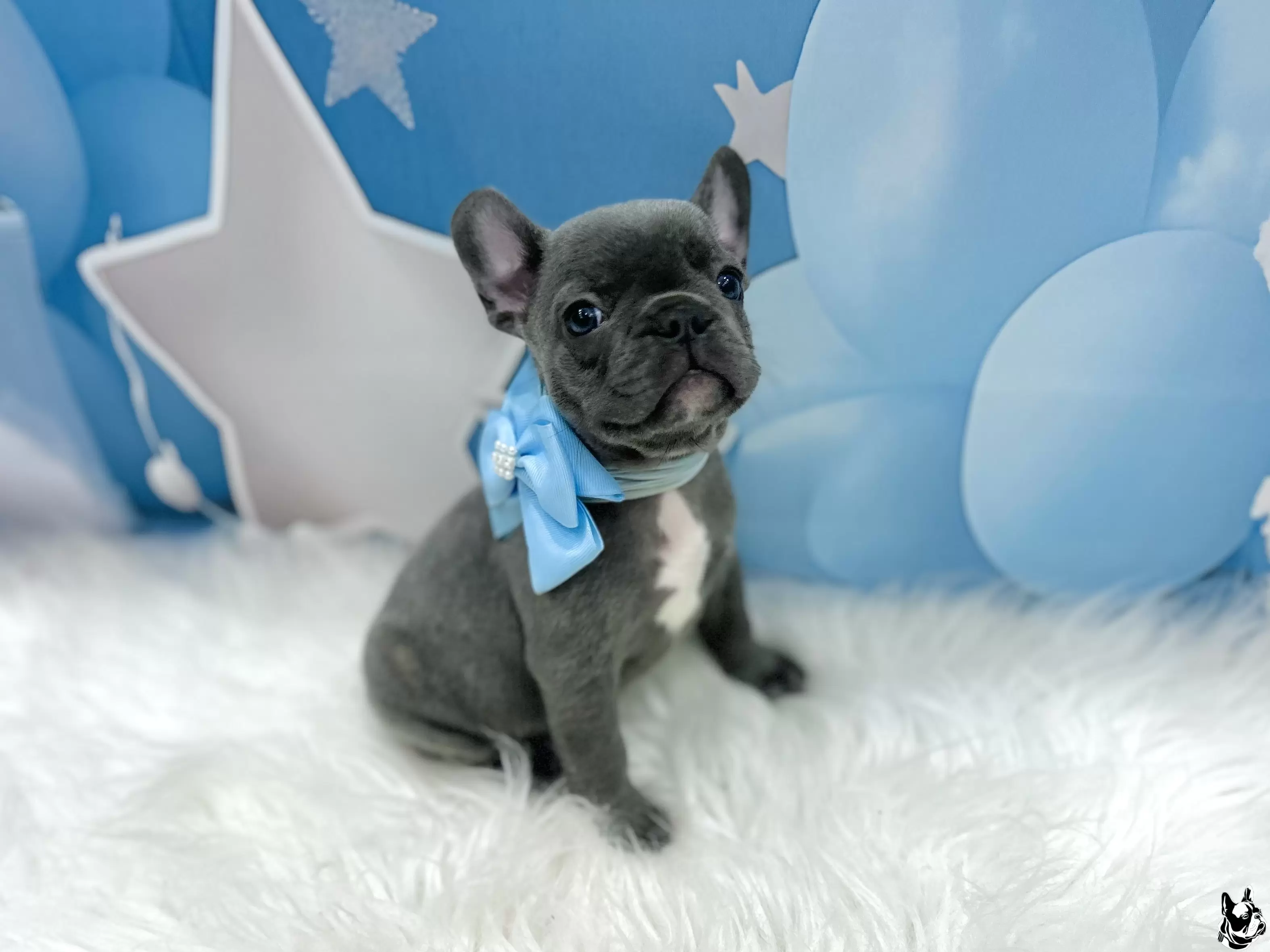 Macho blue 