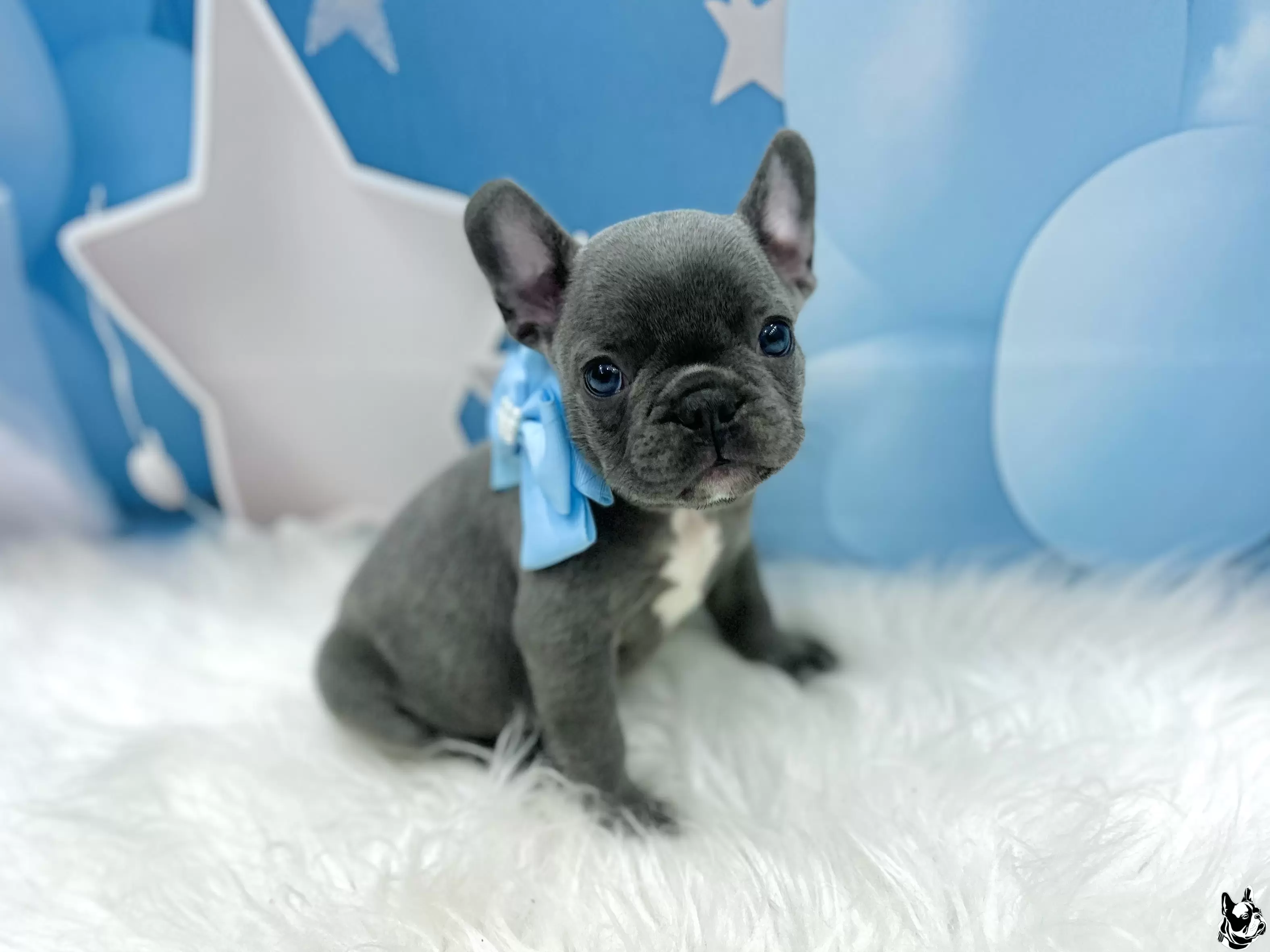 Macho blue 