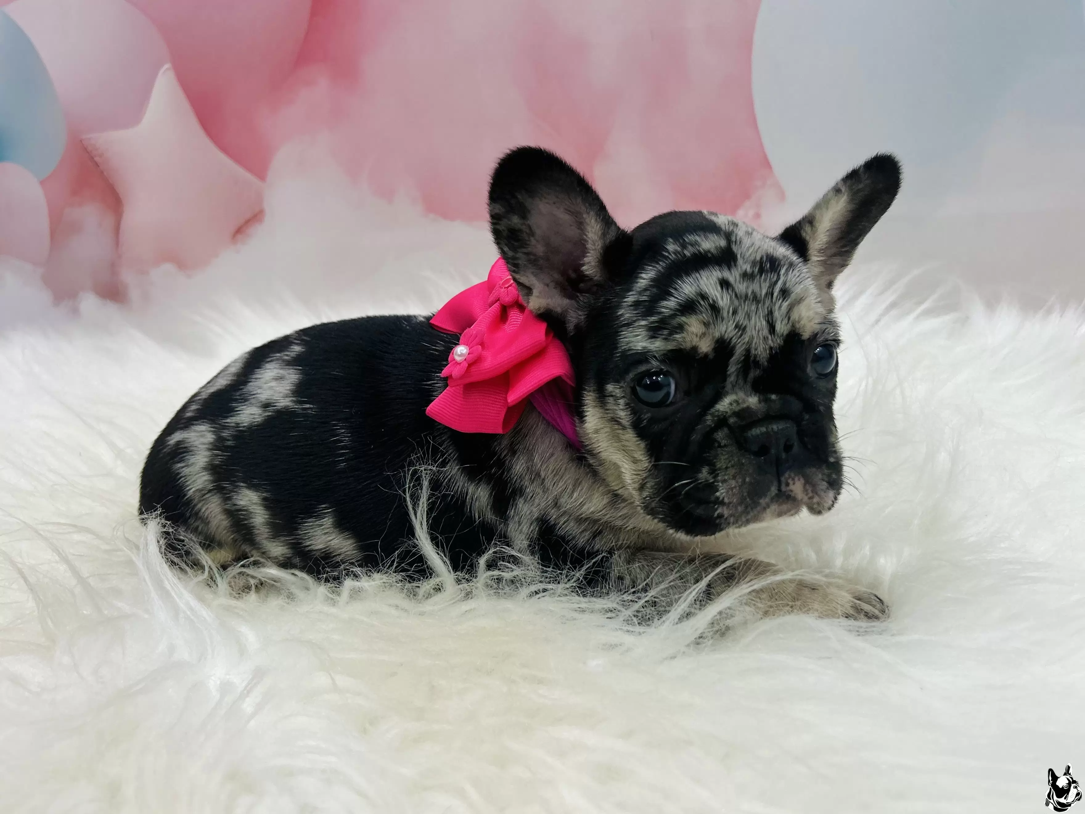 Fêmea Black merle 