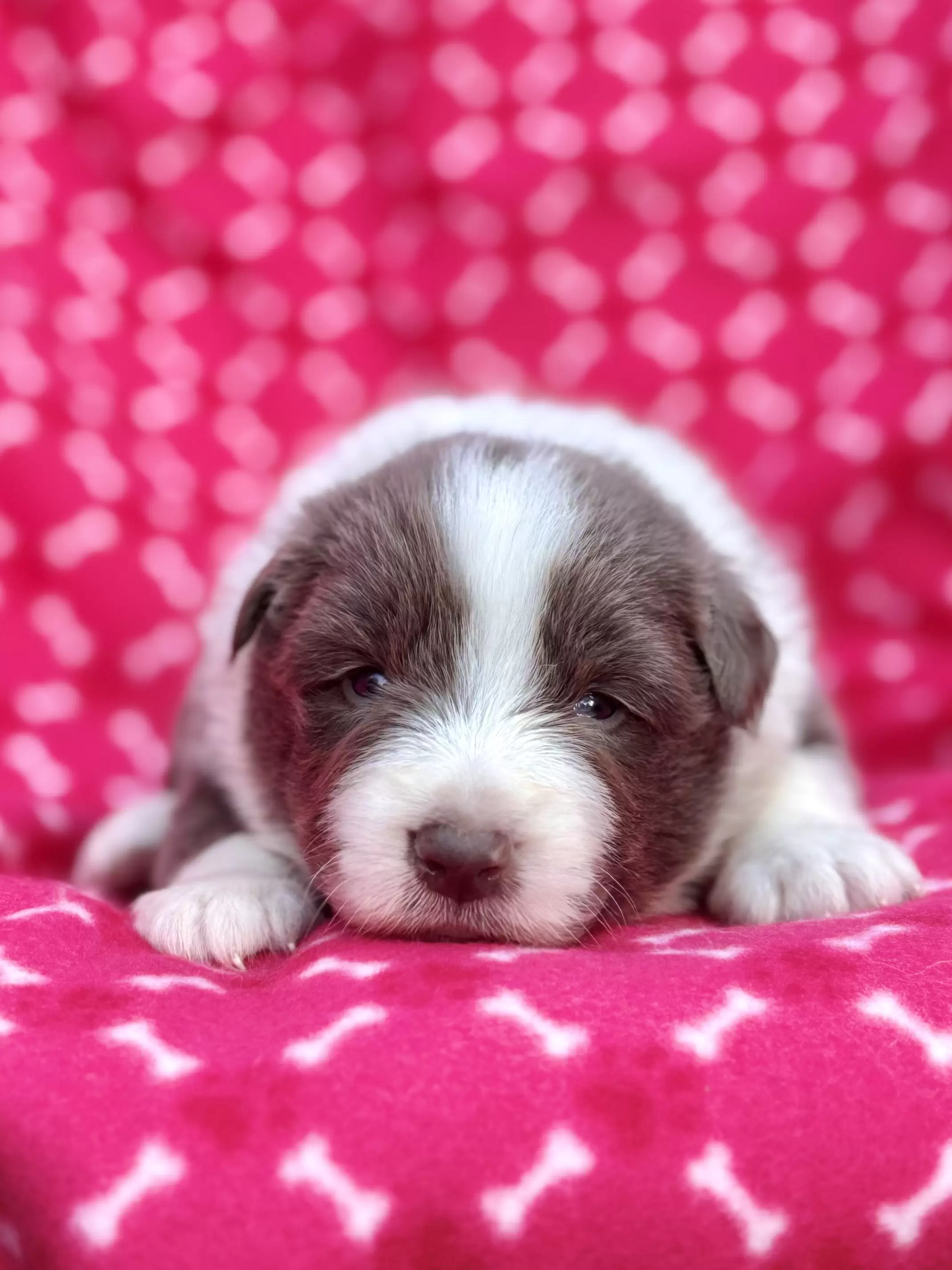Mabel Pines Bernardo Sanches