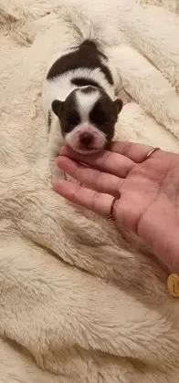Machinho bicolor de chocolate