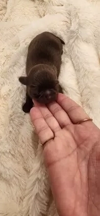 Machinho chocolate 100% sólido 